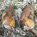 朝掘り「塚原たけのこ」　特秀　2kg 