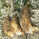 朝掘り「塚原たけのこ」　優　3kg 